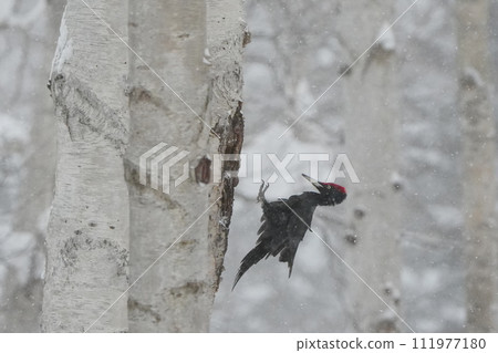 Black woodpecker flying in the snow 111977180