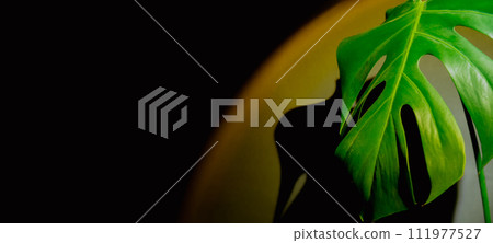 Monstera silhouette leaf in dark background and light from sunset aesthetic lamp. Projector yellow light golden hour effect. House plants sustainable environmentally friendly harmonious space at home 111977527