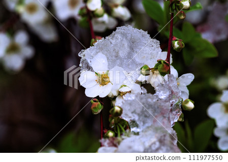 Yuki willow covered with snow Yuki willow covered with snow 111977550