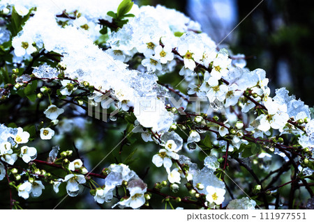 Yuki willow covered with snow Yuki willow covered with snow 111977551