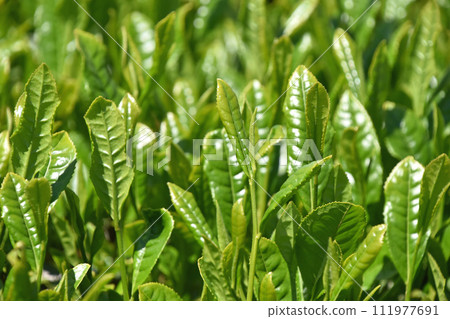 Tea plantation 111977691