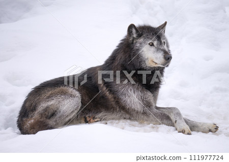 A wolf that retains its wild features A wolf that retains its wild features 111977724
