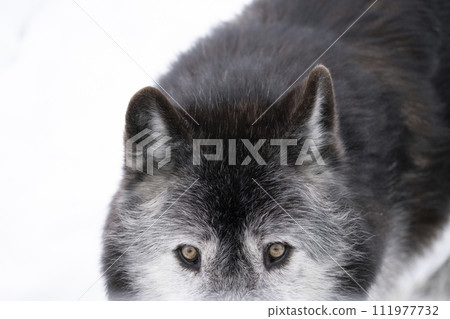 A wolf that retains its wild features 111977732