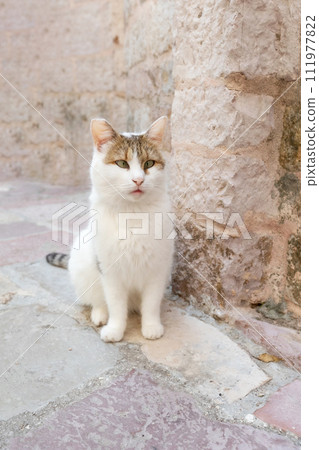 Portrait of cross-eyed cat outdoors Portrait of cross-eyed cat outdoors 111977822