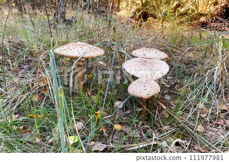 Macrolepiota procera. Nature of autumn forest. Season of mushrooms in forest. Collect of forest mushrooms. Sunny day. 111977981
