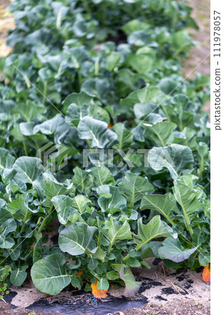 Field winter vegetables 111978057