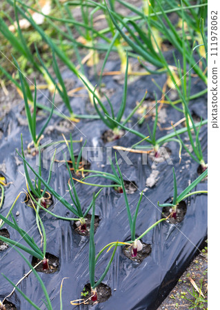 野外冬季蔬菜 野外冬季蔬菜 111978062