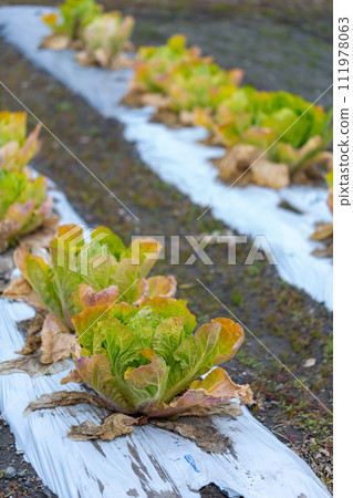 Field winter vegetables 111978063