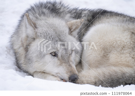 A wolf that retains its wild features A wolf that retains its wild features 111978064