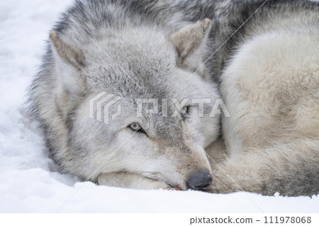 A wolf that retains its wild features 111978068