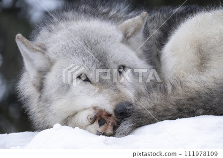 A wolf that retains its wild features 111978109