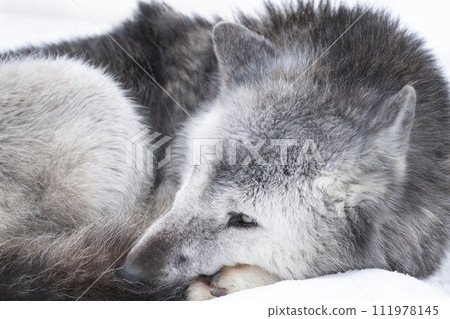 A wolf that retains its wild features 111978145