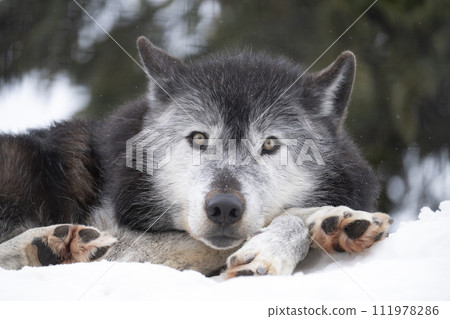 A wolf that retains its wild features 111978286