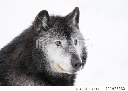 A wolf that retains its wild features 111978580