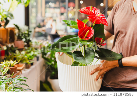 Man gardener pot with anthuriums flower in market. 111978593