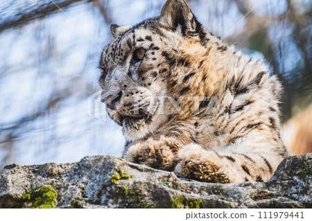Snow leopard 111979441