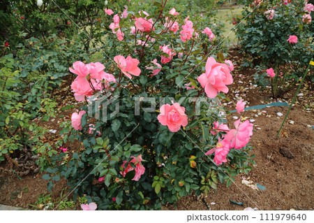 Arao City Ominous Citizen Flower Bed Rose Flower, 111979640