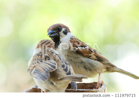 Parent and child sparrows, fledging chicks, receiving food from their parents, close-up Parent and child sparrows, fledging chicks, receiving food from their parents, close-up 111979715