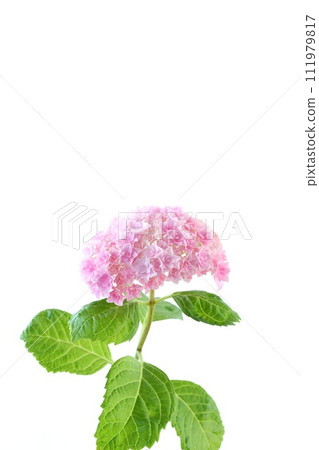 粉紅色的繡球花，細密的雙花盛開，明亮的背景 111979817