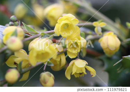 早春大量出現的黃色花朵，Hiraginanten 111979821