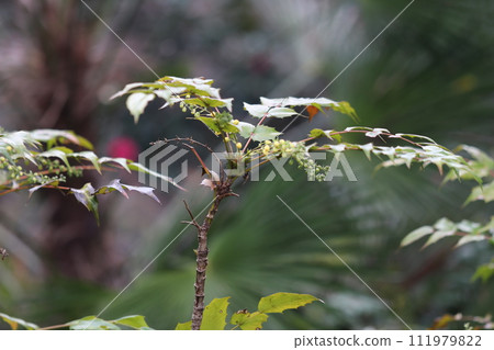 早春大量出現的黃色花朵,Hiraginanten 早春大量出現的黃色花朵,Hiraginanten 111979822