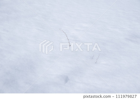 居住在雪下的生命【長野縣】 居住在雪下的生命【長野縣】 111979827