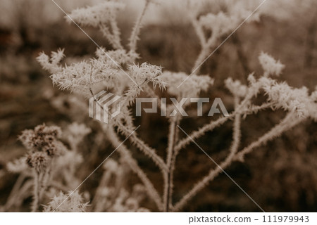 dry plants long weeds foliage thickets covered with fresh white thorny frost dry plants long weeds foliage thickets covered with fresh white thorny frost 111979943