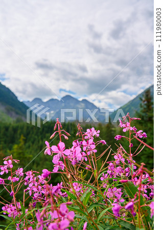 Pink Flowers in Foreground With Scenic Morskie Oko Mountain Range Background Pink Flowers in Foreground With Scenic Morskie Oko Mountain Range Background 111980003