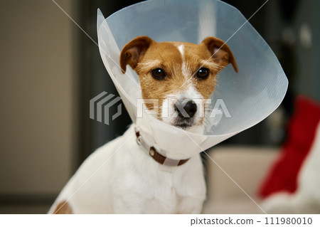 Dog in rehabilitation after surgery, wears plastic cone for protection Dog in rehabilitation after surgery, wears plastic cone for protection 111980010