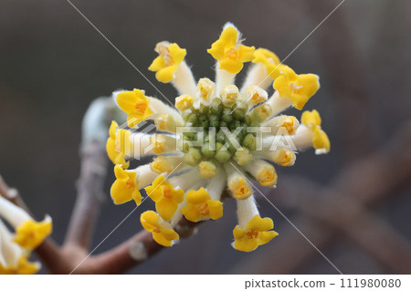 Mitsumata, a spring flower that blooms on the tips of branches before the leaves bud. Mitsumata, a spring flower that blooms on the tips of branches before the leaves bud. 111980080