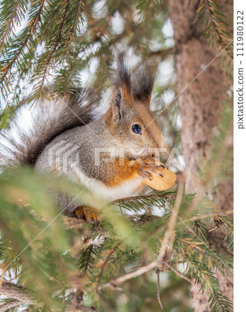 The squirrel with nut sits on tree in the winter or late autumn The squirrel with nut sits on tree in the winter or late autumn 111980122