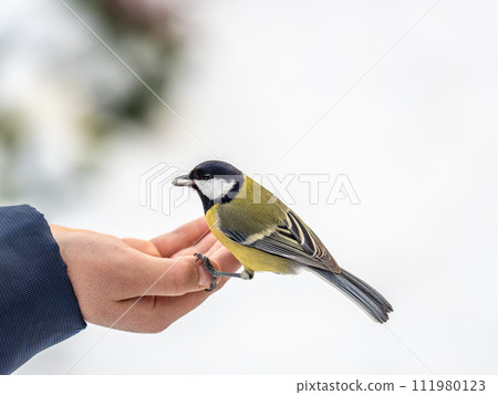 A tit sits on a man's hand and eats seeds. 111980123