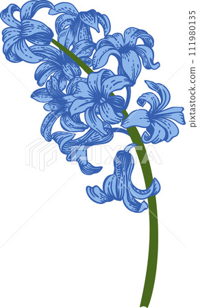 Hyacinth. Spring and summer flowers. Garden plants. Hand drawn illustration. Linear art. 111980135