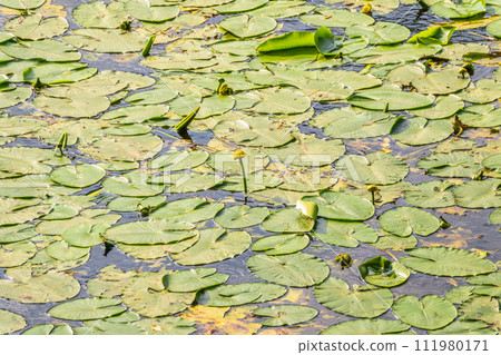 Yellow water lily flower, Nuphar lutea, blooming yellow among the green leaves on the water of the lake 111980171