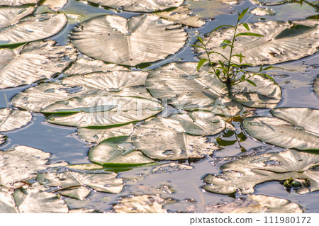 Yellow water lily flower, Nuphar lutea, blooming yellow among the green leaves on the water of the lake 111980172