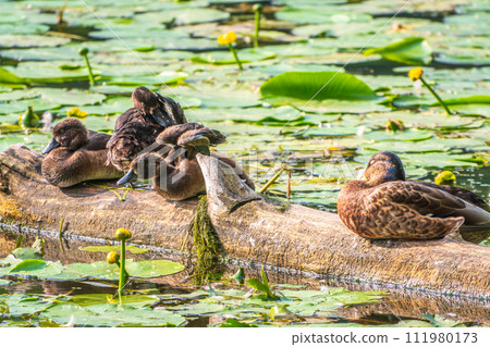 A group of tufted ducks and mallard duck in the wild A group of tufted ducks and mallard duck in the wild 111980173