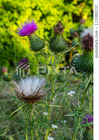 Vertical closeup on a colorful purple spear-thistle flower, Cirsium vulgare 111980331