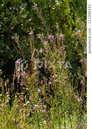 Pink Flowering Chamerion Dodonaei Alpine Willowherb Plant Pink Flowering Chamerion Dodonaei Alpine Willowherb Plant 111980341