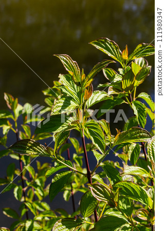Dogwood Cornus sanguinea , leaf background, selective focus 111980347