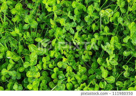 Four-leaf clover between three-leaf clovers. Green nature background. Four-leaf clover for a good luck. Special found. Rare found in the meadow. Green field covered by trifolium leaves with shamrock Four-leaf clover between three-leaf clovers. Green nature background. Four-leaf clover for a good luck. Special found. Rare found in the meadow. Green field covered by trifolium leaves with shamrock 111980350