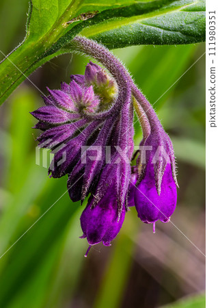 In the meadow, among wild herbs the comfrey Symphytum officinale is blooming In the meadow, among wild herbs the comfrey Symphytum officinale is blooming 111980351