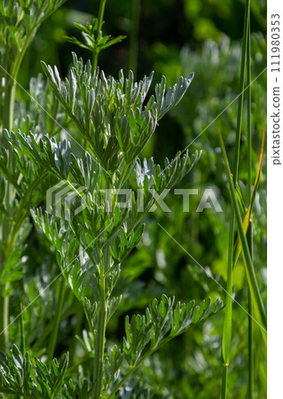 Silver green Wormwood leaves background. Artemisia absinthium, absinthe wormwood plant in herbal kitchen garden, close up, macro 111980353