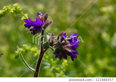 Anchusa officinalis, commonly known as the common bugloss or alkanet with green background Anchusa officinalis, commonly known as the common bugloss or alkanet with green background 111980357