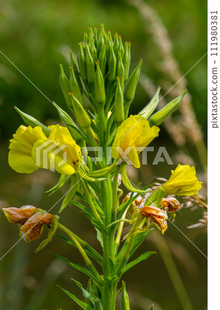 Yellow evening primrose Oenothera biennis, medicine plant for cosmetics, skin care and eczema 111980381