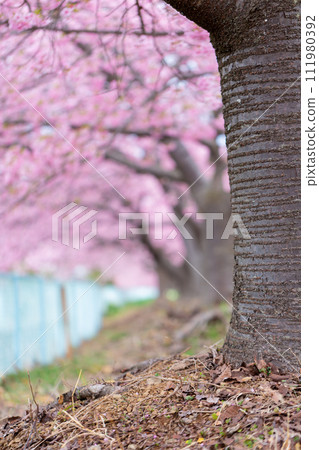 Row of cherry blossom trees: Miwazakura, Kawazuzakura, Kanzakura Row of cherry blossom trees: Miwazakura, Kawazuzakura, Kanzakura 111980392
