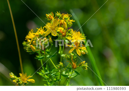 close-up of the yellow blossoms of Hypericum perforatum, a herbal medicine close-up of the yellow blossoms of Hypericum perforatum, a herbal medicine 111980393