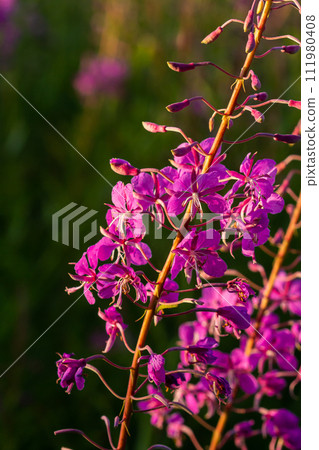 Wonderful flowering fireweed Chamaenerion angustifolium highlighted by the evening sun. A bunch of marvelous blossoming rosebay willowherbs Wonderful flowering fireweed Chamaenerion angustifolium highlighted by the evening sun. A bunch of marvelous blossoming rosebay willowherbs 111980408