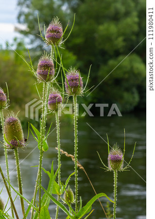 Flowering Wild teasel, Dipsacus fullonum during a summer evening in European wilderness 111980411