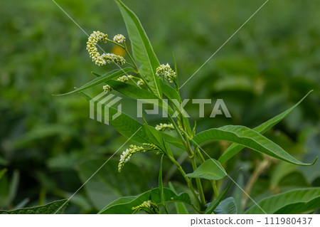 Weed Persicaria lapathifolia grows in a field among agricultural crops Weed Persicaria lapathifolia grows in a field among agricultural crops 111980437