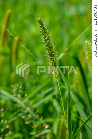 Setaria grows in the field in nature 111980438
